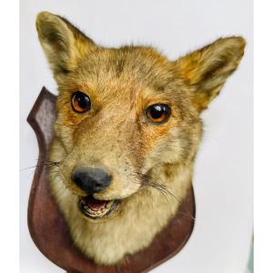 Naturalized Fox Head 